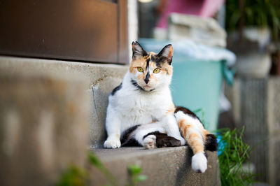 Cat sitting on stairs outside house