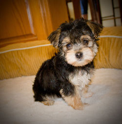 Portrait of cute puppy sitting at home