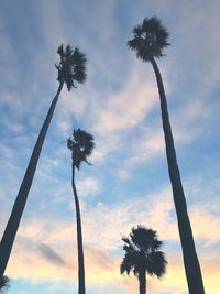 Low angle view of silhouette palm trees against sky