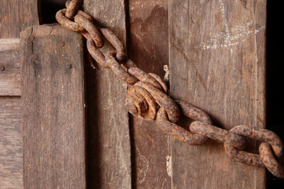 Close-up of lizard on wooden door