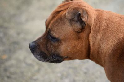 Close-up of dog looking away