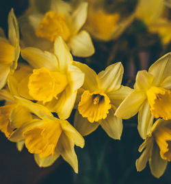 Close-up of yellow flowers