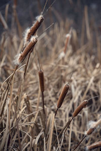 Close-up of dried plant on field