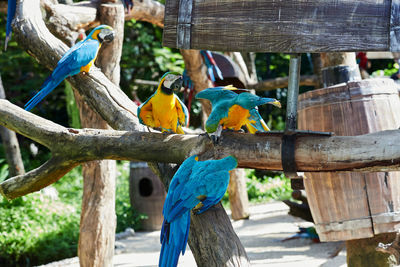 Close-up of bird perching on wood