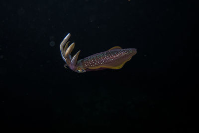 Close-up of cuttlefish swimming against black background