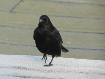 Black bird perching on a footpath