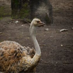 Side view of a bird on a land