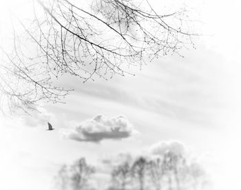 Low angle view of tree against sky