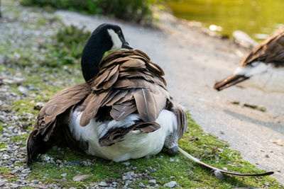 Close-up of bird perching on a land