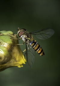 Close-up of bee on flower