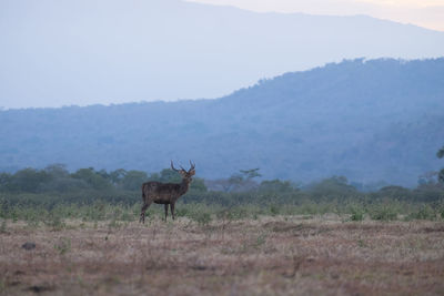 View of deer on field against sky