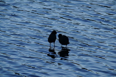 Bird in water