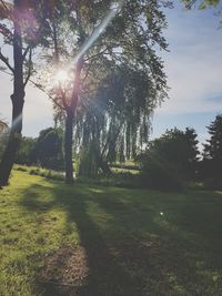 Sunlight streaming through trees on field against sky