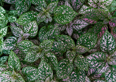 Full frame shot of vegetables