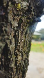 Close-up of moss on tree trunk