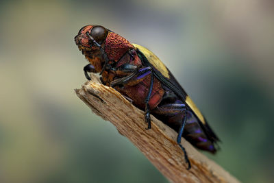 Close-up of insect on wood