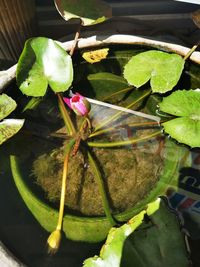 High angle view of lotus leaves floating on water