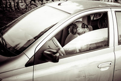 Close-up of dog seen through car window
