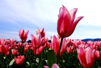 Close-up of pink tulips blooming on field against sky