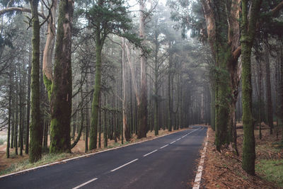 Road amidst trees in forest