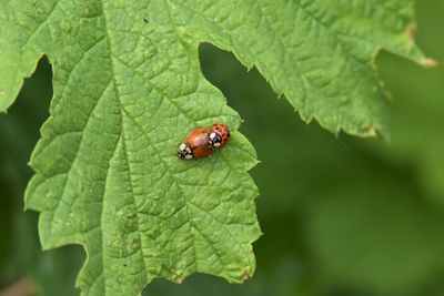 Ladybugs on leaf