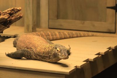 Close-up of lizard on table