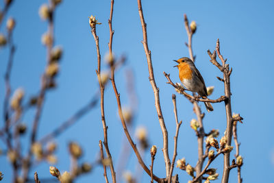 Low angle view of bird perching on tree against sky