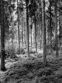 Trees in forest