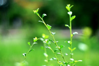 Close-up of fresh green plant