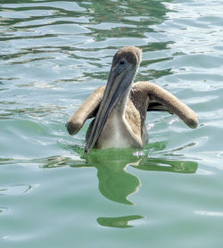 View of duck swimming in lake