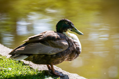 Close-up of duck on lake