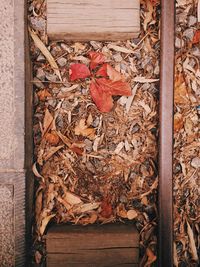 Autumn leaves on wooden wall