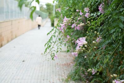 Close-up of pink flowering plant