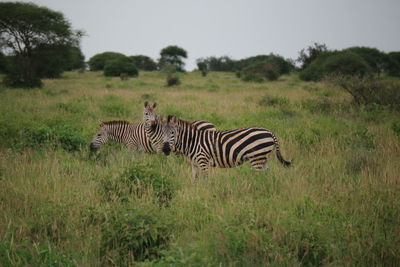 Zebras on a field