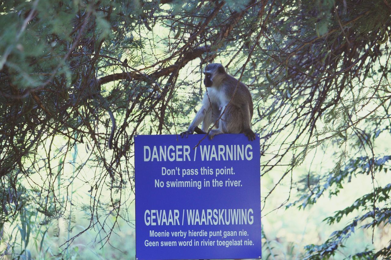 LOW ANGLE VIEW OF INFORMATION SIGN ON TREE