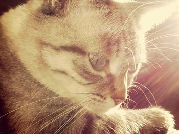 Close-up of cat