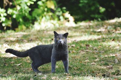 Portrait of a black cat on field