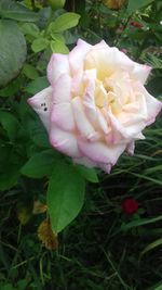 Close-up of pink rose blooming outdoors