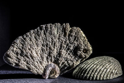 Close-up of seashell on black background