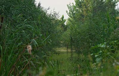 Grass growing on field