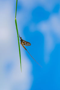 Close-up of insect on leaf against blue sky