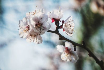 Close-up of cherry blossom