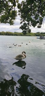 Swan swimming in lake