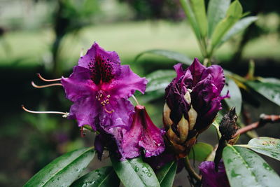 Close-up of purple flowers blooming outdoors