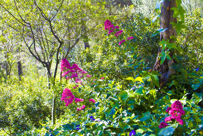 Pink flowers blooming on tree