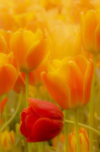 Close-up of orange tulips