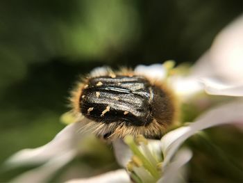 Close-up of bug pollinating flower