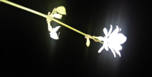 Close-up of plant against black background