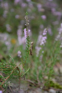 Close-up of insect on plant