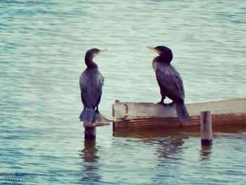 Ducks perching on sea